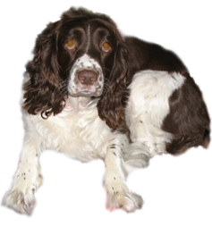 4 Year Old English Springer Spaniel - Jezzie